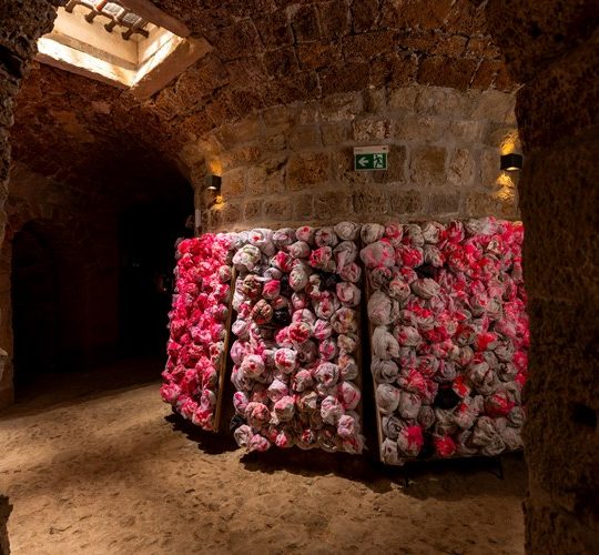 roses 3bokar0079 13.11.2025. 153935